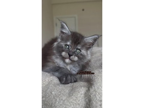 Türkiyenin her yerine teslim xxl maine coon yavruları