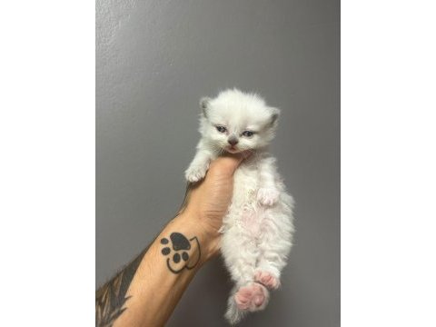 2 aylık british shorthair yavrularım