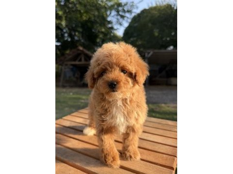 Red maltipoo kızımız