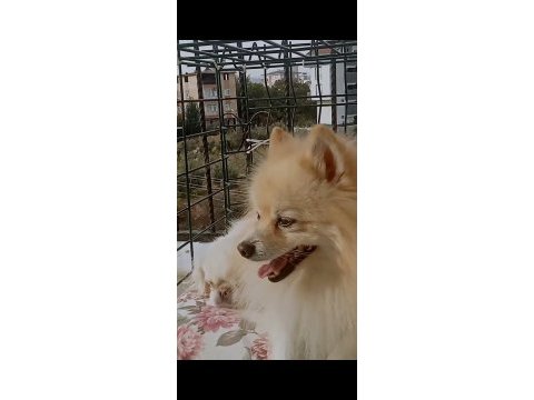 Erkek pomeranian oğlumuza eş arıyoruz