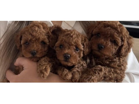 Toy poodle yavrularımız yeni yuvalarını arıyor