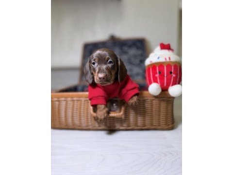 Safkan sosis dachshund yavrular