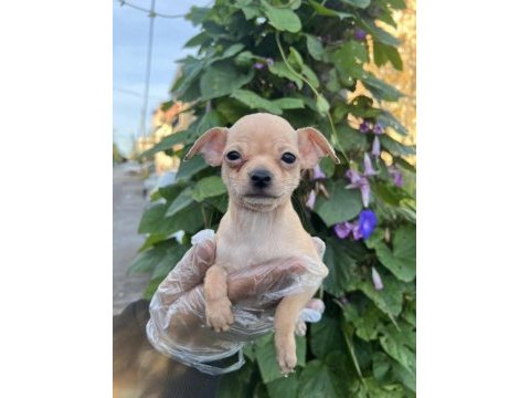 Chihuahua mini severlere