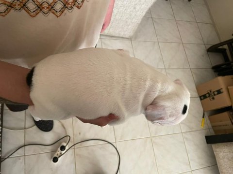 1 erkek ve 1 dişi 1 aylık yavru french bulldoglar