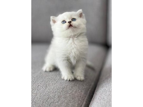 Secereli mavi gözlü scottish fold ve straight yavrular