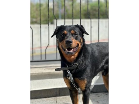 Rottweiler paşa yeni yuvasını arıyor