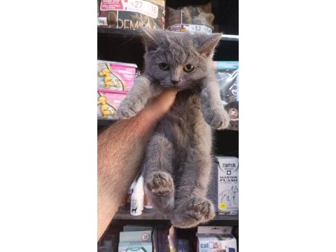 British shorthair yavru 2 aylık