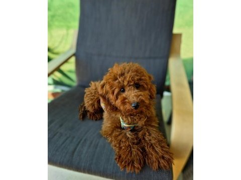 6 aylık dişi poodle