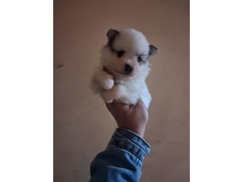 Pomeranian boo bebeklerimiz yeni yuvalarını arıyorlar