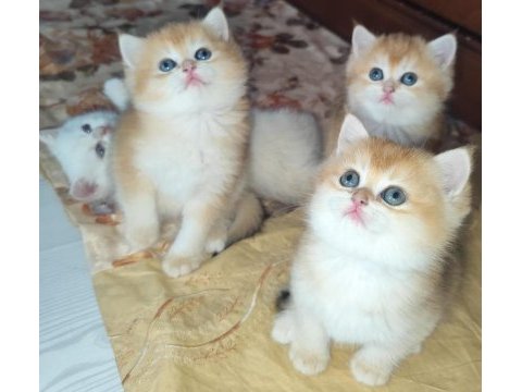En güzel british shorthair yavrularımız ziyarete açık