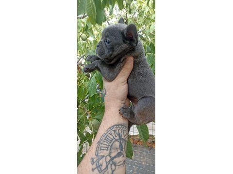 Blue üst kalite french bulldog bebekler