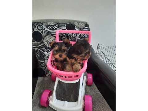 Ankaranın en güzel tea cup yorkshire terrier leri
