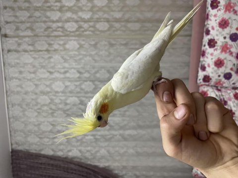 Lutino sultan papağanı
