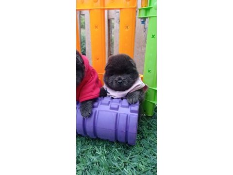 Mükemmel krem ve siyah chow chow yavrular