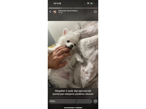 4 aylık pomeranian