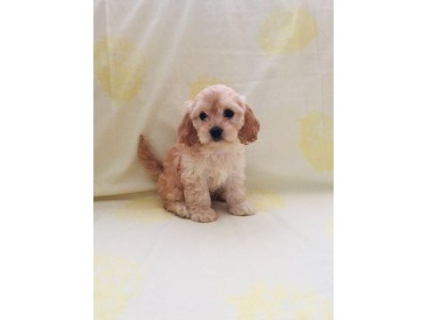Maltipoo yavrular orijinal ev üretimi