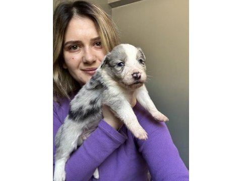 Border collie yavruları