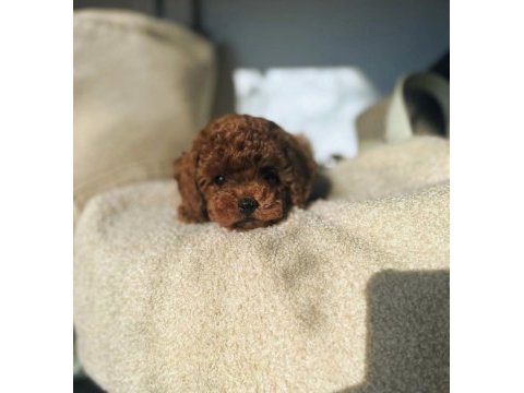 Kore poodle yavrularımız 0 boy ırk garantili bebeklerim