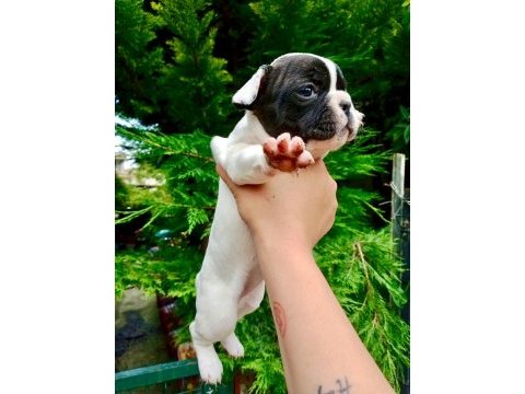 Birbirinden sevimli ve şirin french bulldog yavrularımız