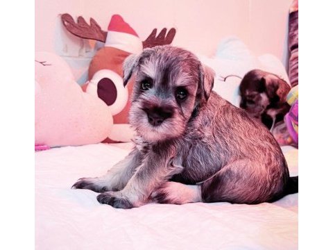 Fcı şecereli miniature schnauzer köpekler