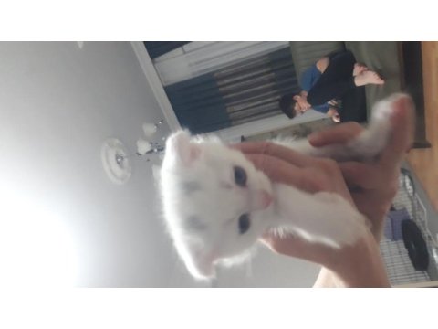 Gönderime hazır tatlımı tatlı scottish fold kediler