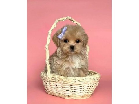Maltipoo sevimli güzellikler yuva bekliyor 