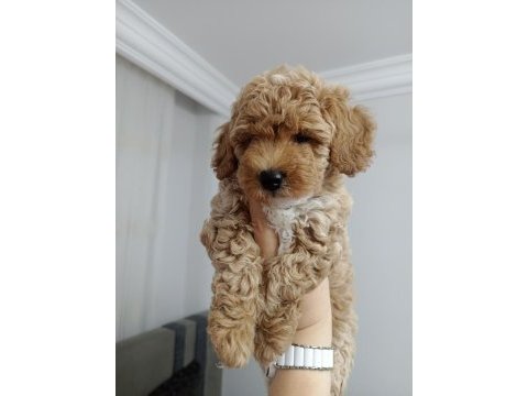 45 günlük dişi maltipoo