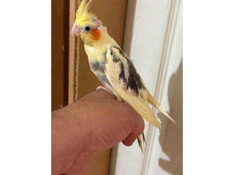 46 günlük full evcil bebek sultan papağanı