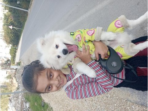 Pomeranian köpeği 4 aylık