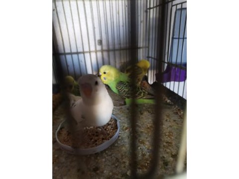 Yavru muhabbet kuşları