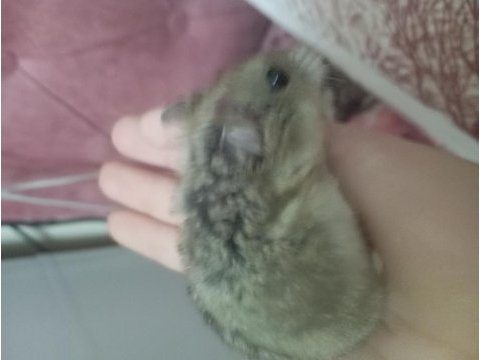 2 aylık roborovski hamster