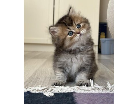 British longhair safkan erkek yavrular