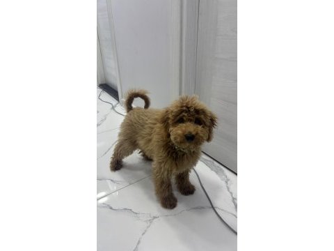 Yavru toy poodle