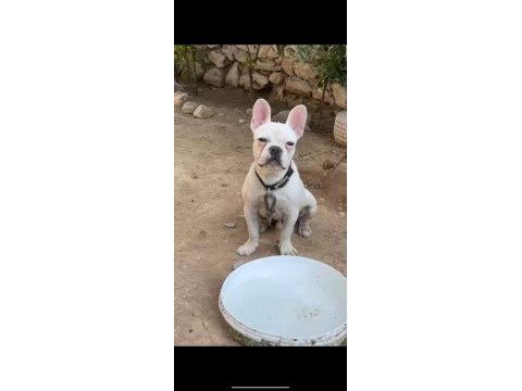 5 aylık erkek french bulldog yavrum