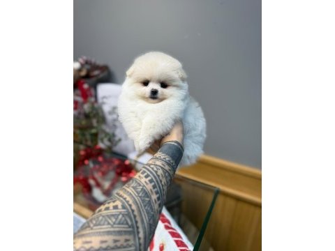 Minik köpeğimiz sizi bekliyor