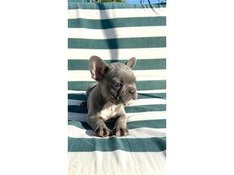 Blue french bulldog
