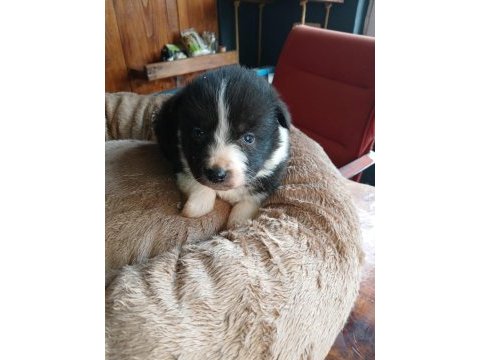 Mükemmel kalitede border collie bebekler için acele edin