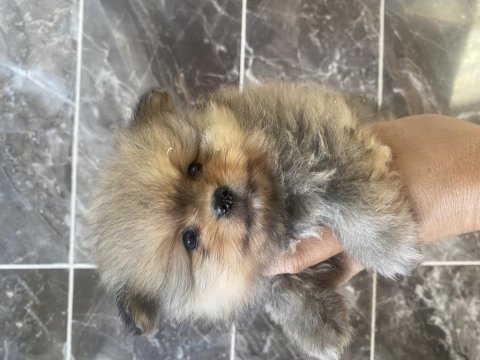 Ayı surat pomeranian boo yavrular