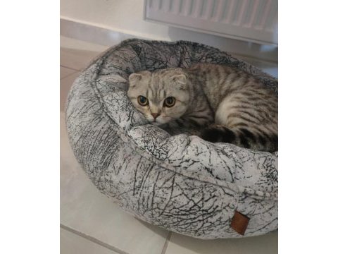 Scottish fold erkek kedimiz