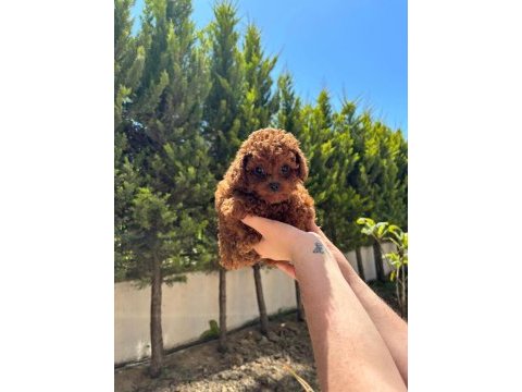 Red brown poodle ev doğum bebeklerime bakın