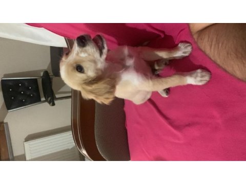 Terrier fino melezi
