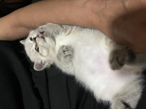 Erkek british shorthair 3 aylık