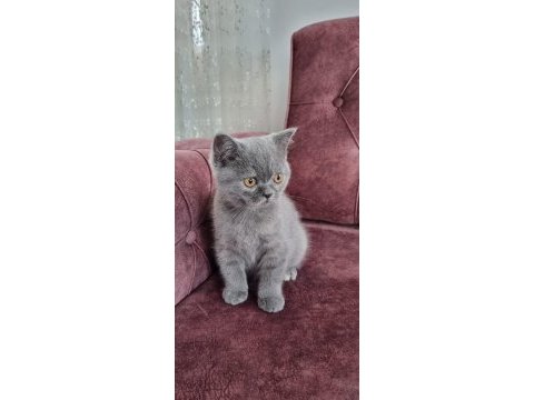 Sahiplendirme british shorthair