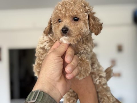 Petmode köpek çiftliğinde ziyarete açık kore maltipoo