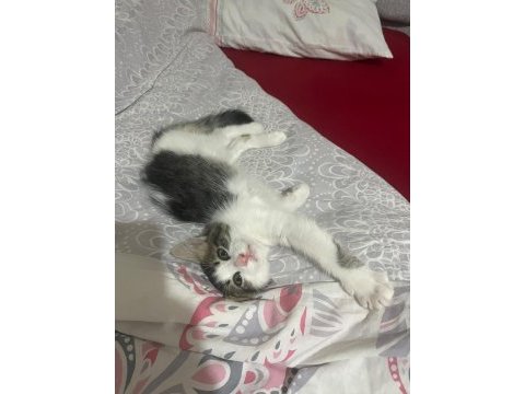 Oyuncu tekir kız luna