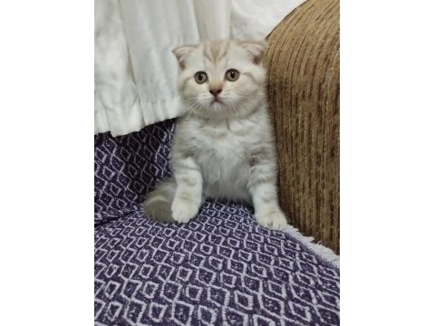 Scottish fold aşıları yapılmış