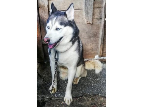 Husky köpeğimize yeni yuva arıyoruz