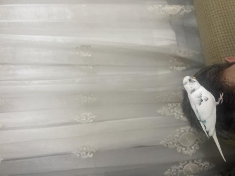 Full evcil konuşan muhabbet kuşumuz paşa