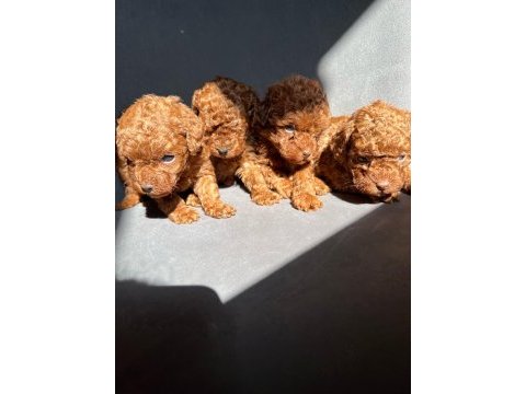 Kore red brown toy poodle yavruları