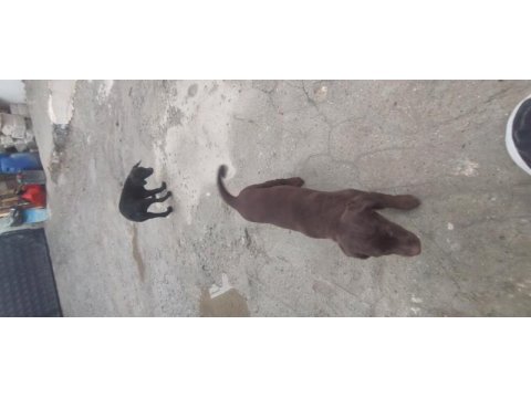 Safkan rus finoları takım dişi erkek kızıl ve siyah